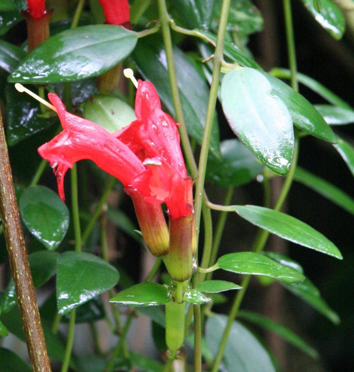 ilustrasi aeschynanthus radicans