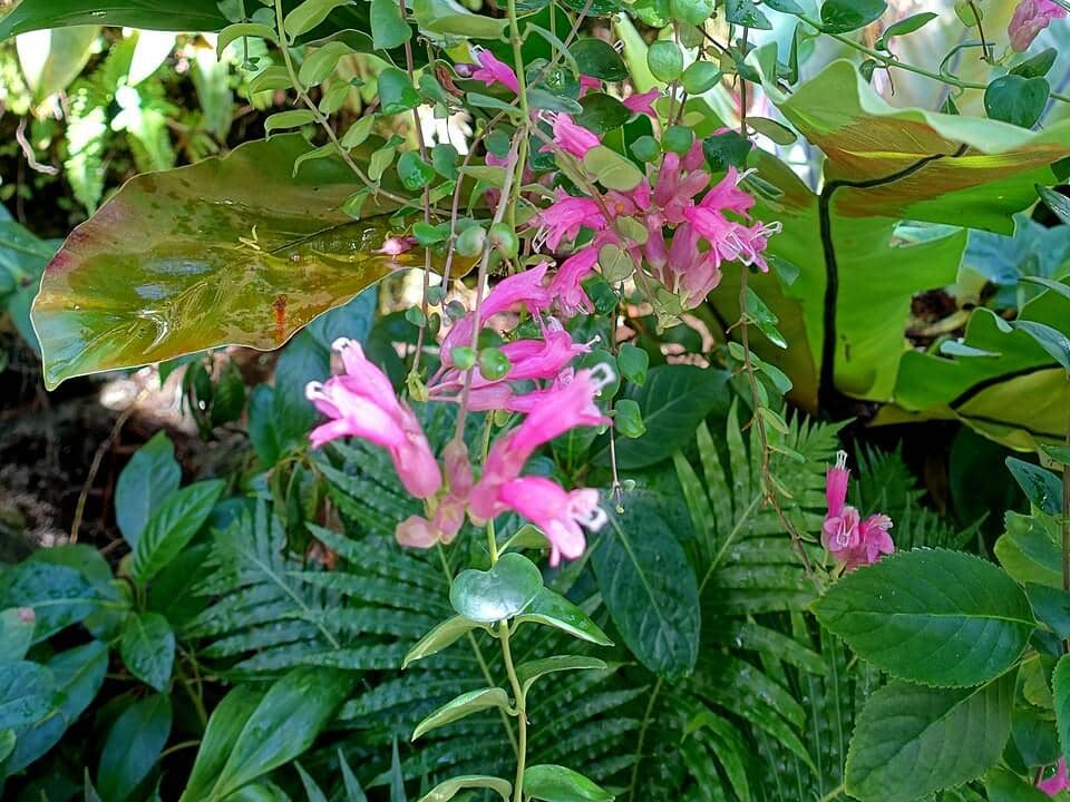 ilustrasi aeschynanthus thai pink
