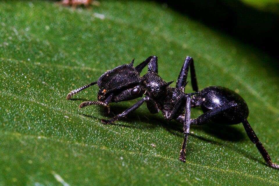 5 Fakta Common Giant Turtle Ant, Semut yang Jago Meluncur dari Pohon