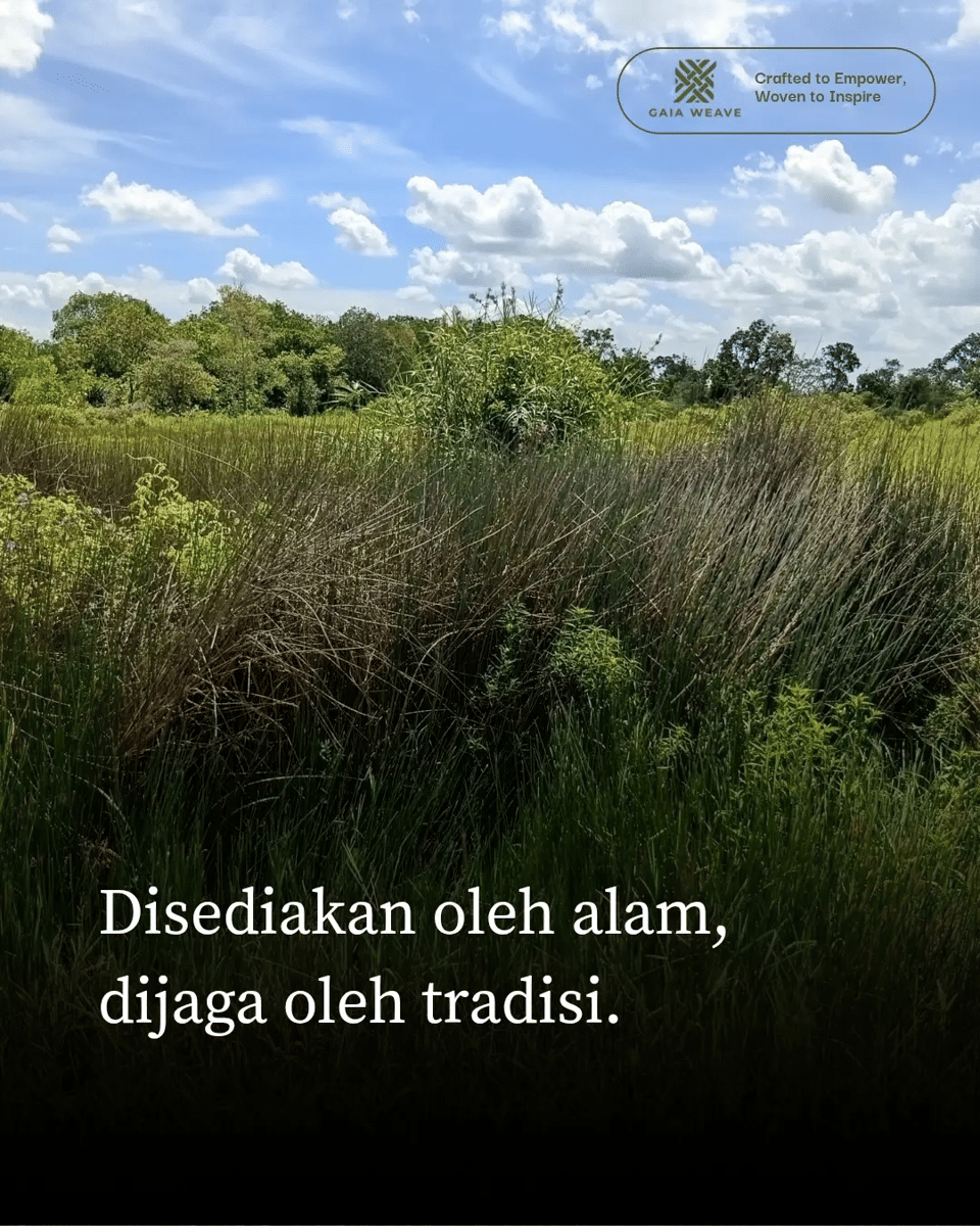 hamparan purun