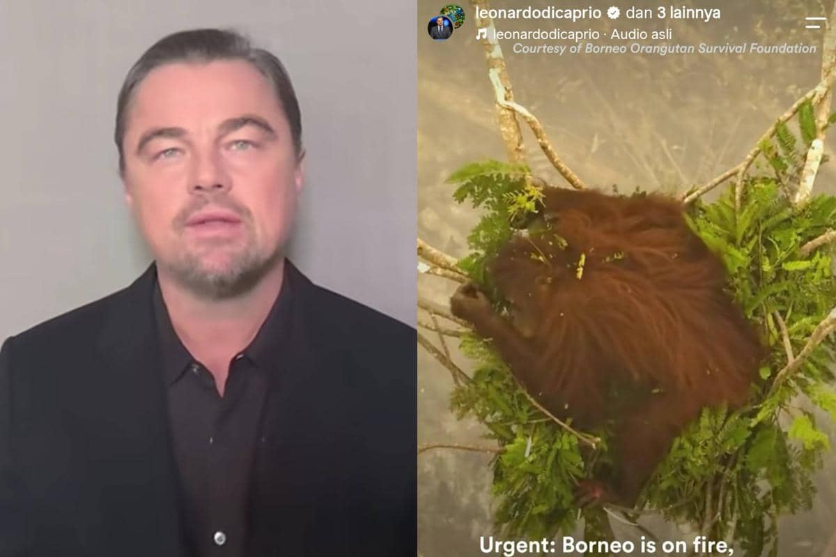 Leonardo DiCaprio Soroti Karhutla dan Nasib Orangutan Borneo-Sumatra