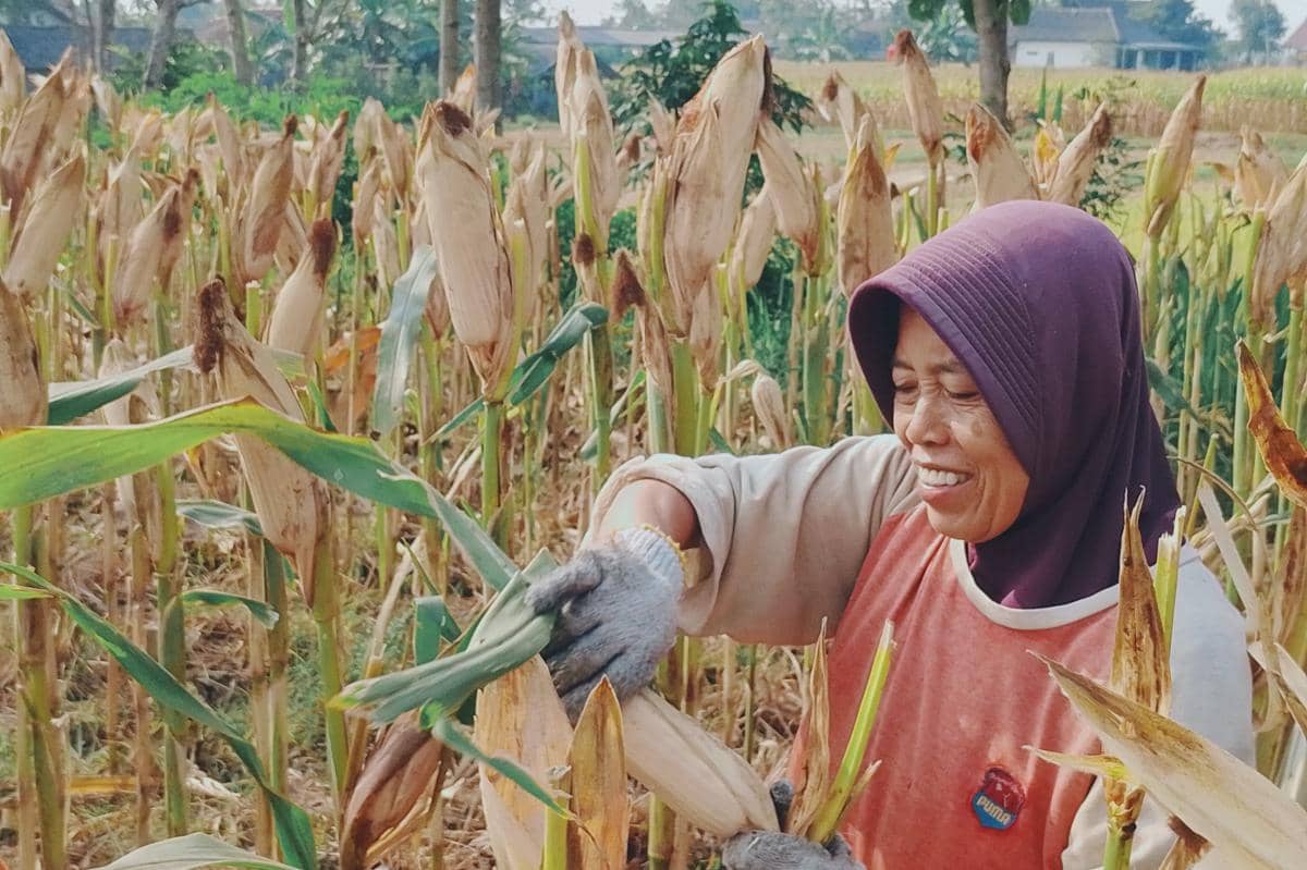 Sumringah! Harga Jagung Magetan Nyaris Rp7.500/Kg, Naik 27 Persen