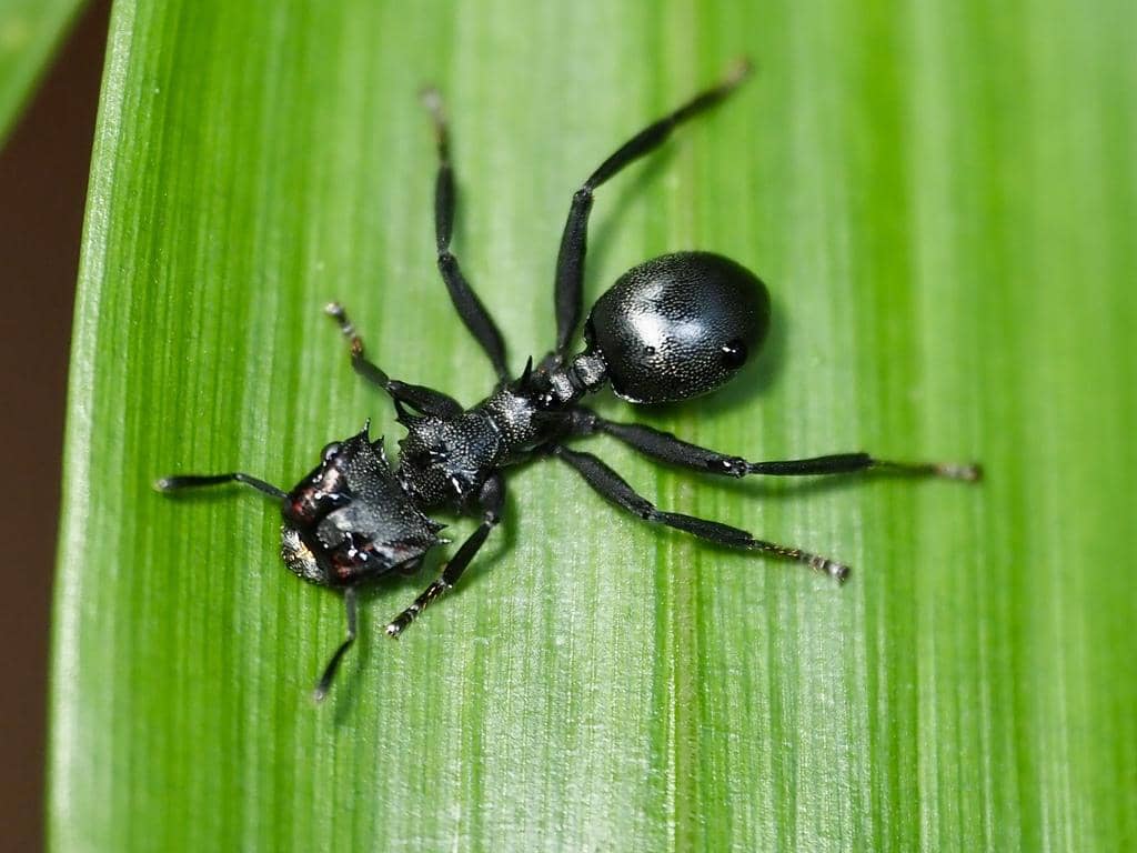 Semut Cephalotes atratus