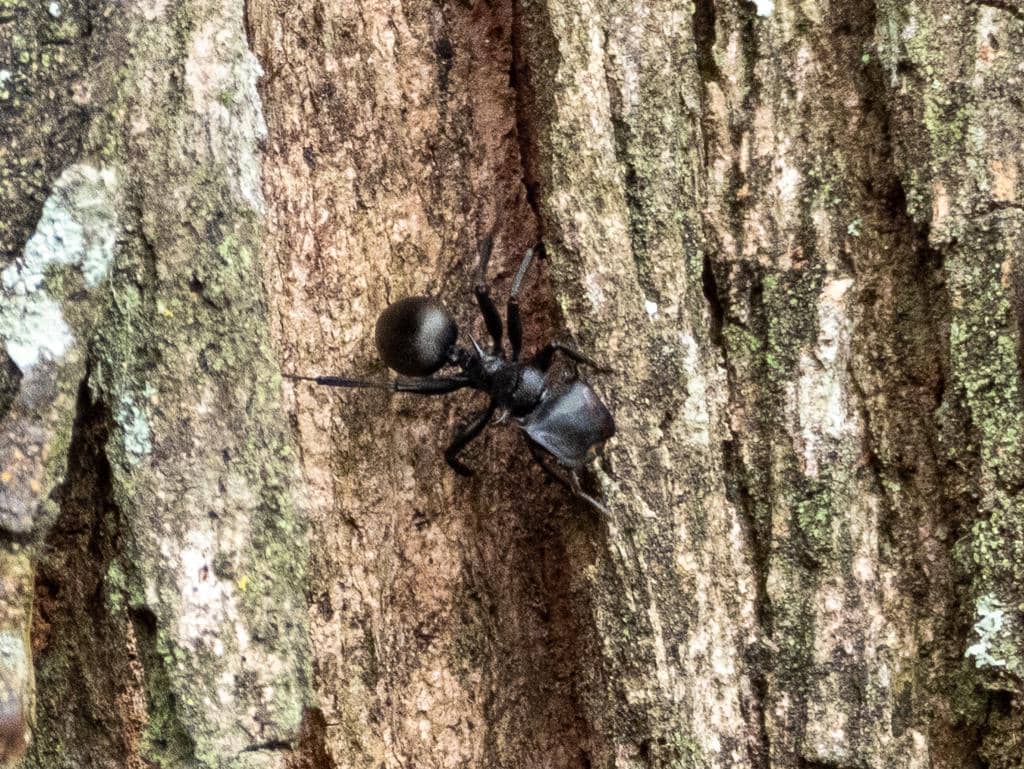 Semut Cephalotes atratus