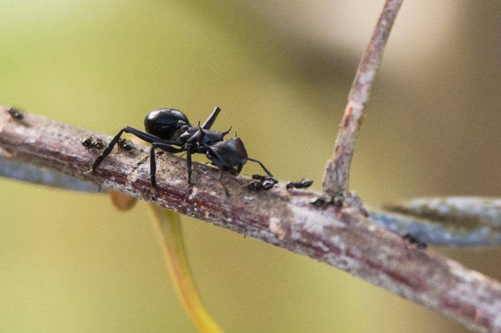Semut Cephalotes atratus