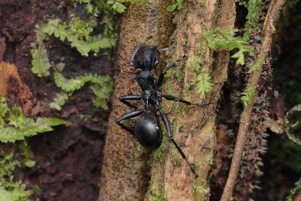 Semut Cephalotes atratus
