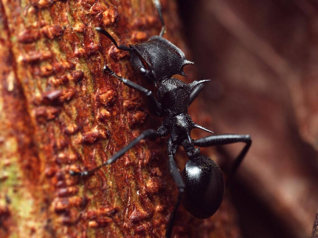 Semut Cephalotes atratus