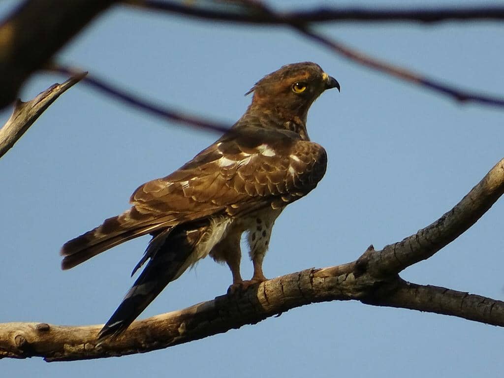 5 Fakta African Cuckoo-Hawk, Burung Pemangsa Unik dari Afrika