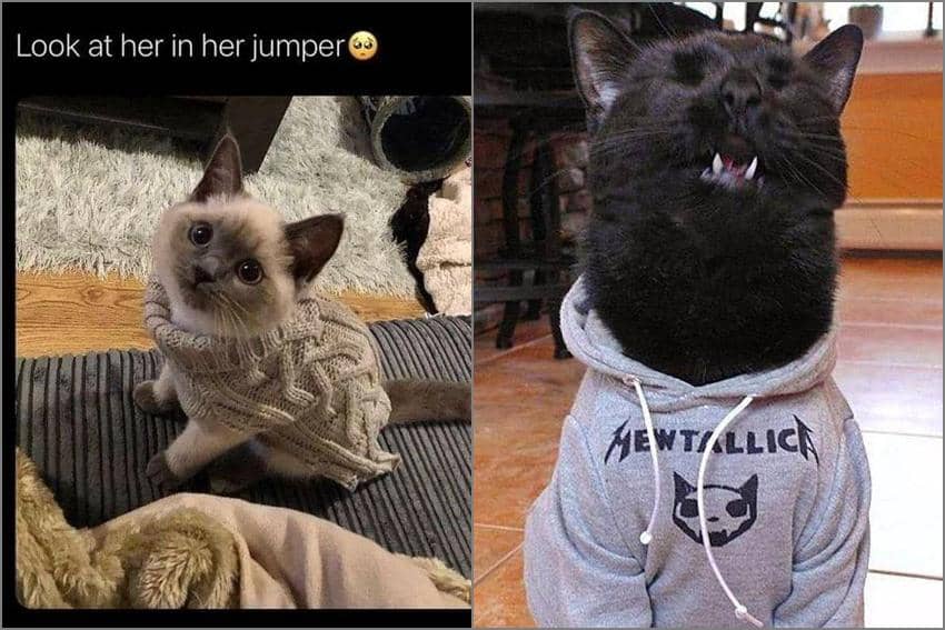 8 Meme Kucing tentang Hoodie dan Sweater, Ada Desain Metallica!