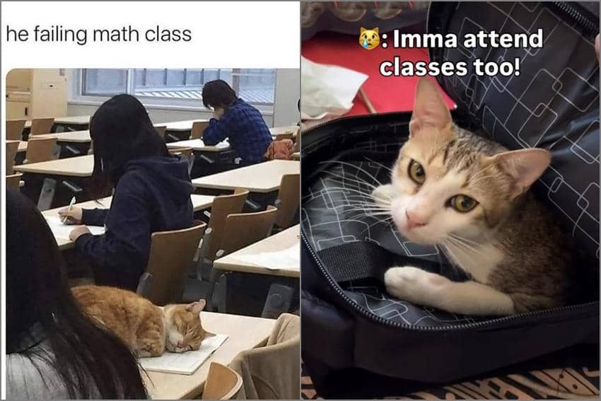 8 Meme Kucing dan Kelas, Tidur pas Ujian Matematika