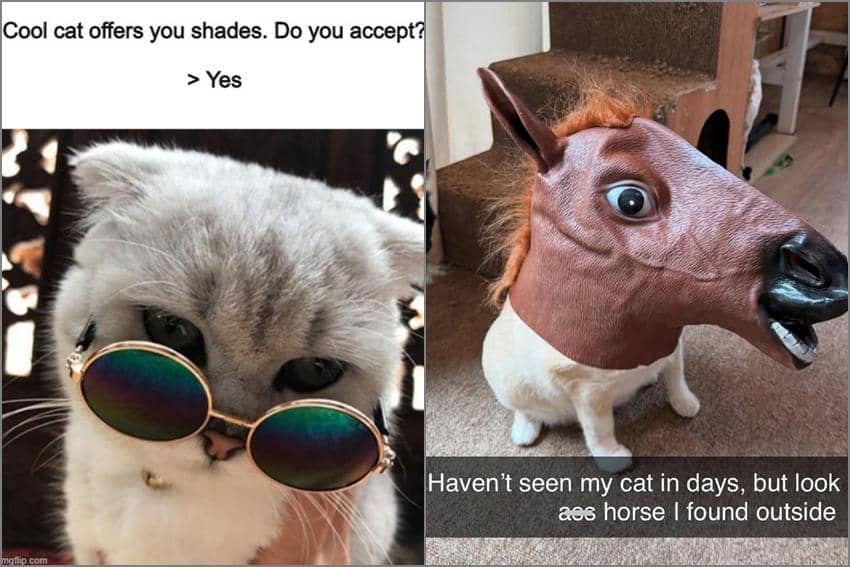 8 Meme Kucing Tampil Keren, kok Malah Pakai Topeng Kuda?