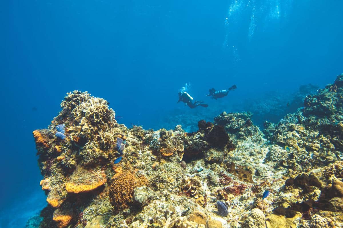 Ilustrasi snorkeling