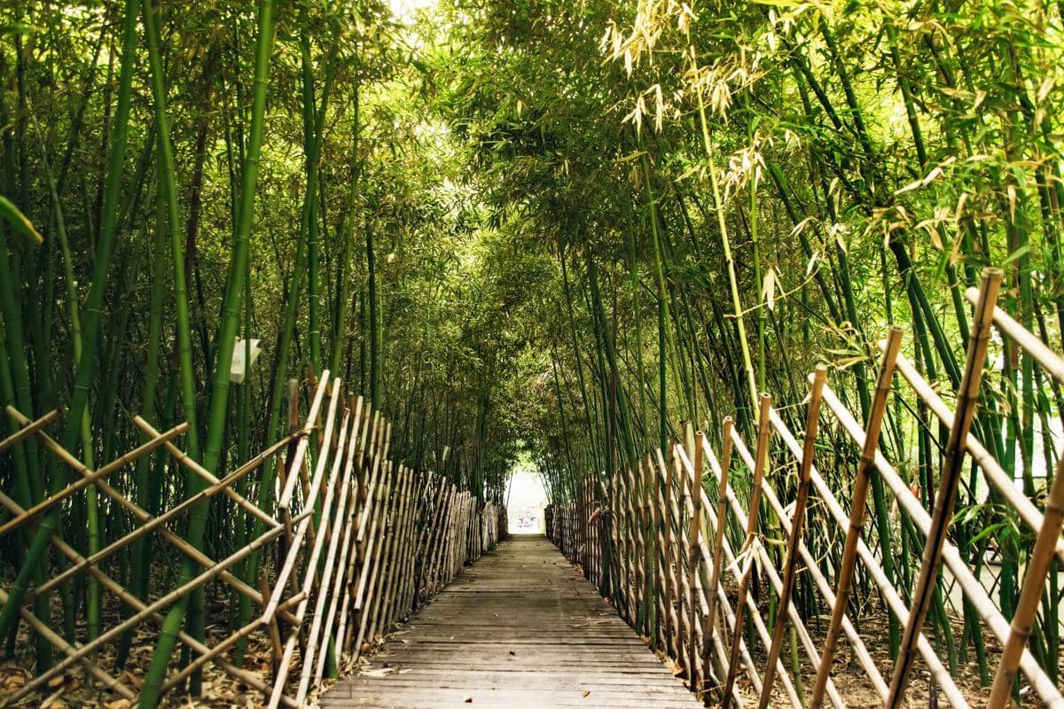 ilustrasi kebun bambu