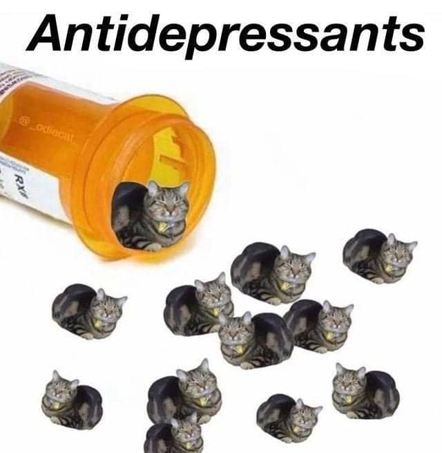 meme kucing tentang obat