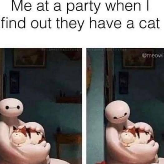 meme memegang kucing