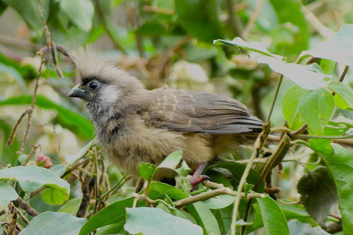 Mouse bird 