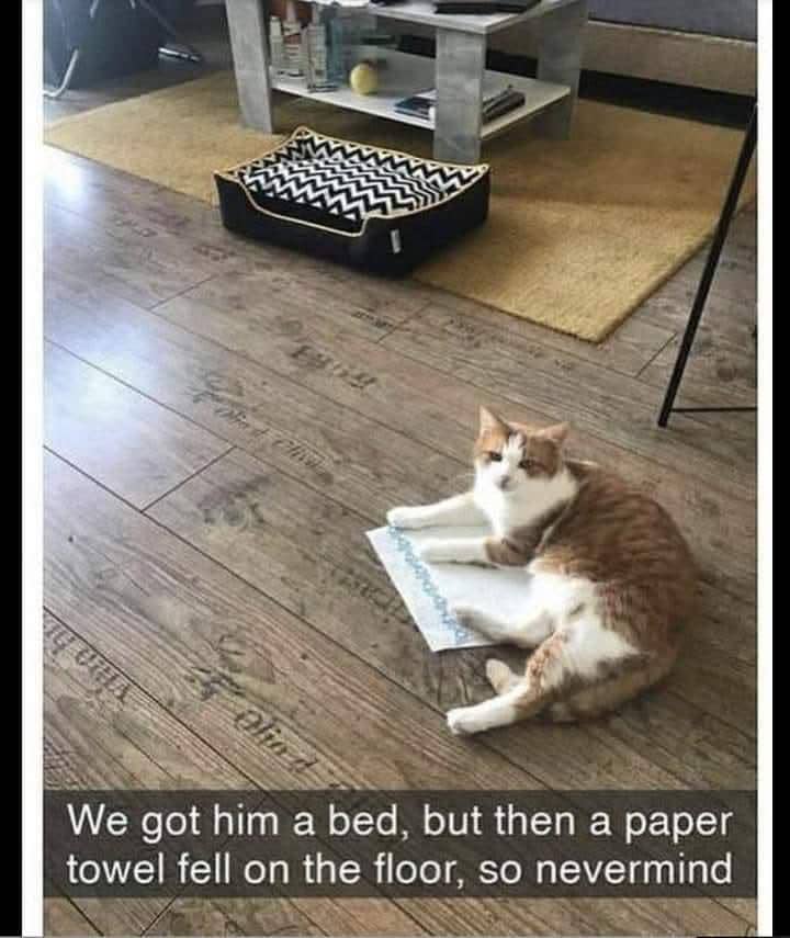 meme kucing dan handuk