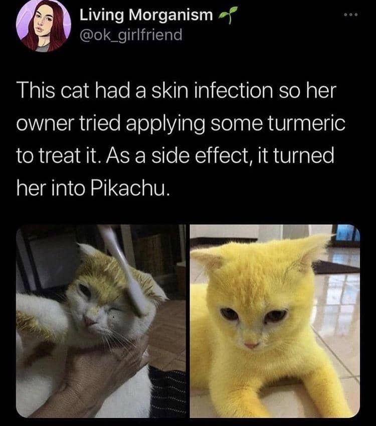 meme kucing tentang obat