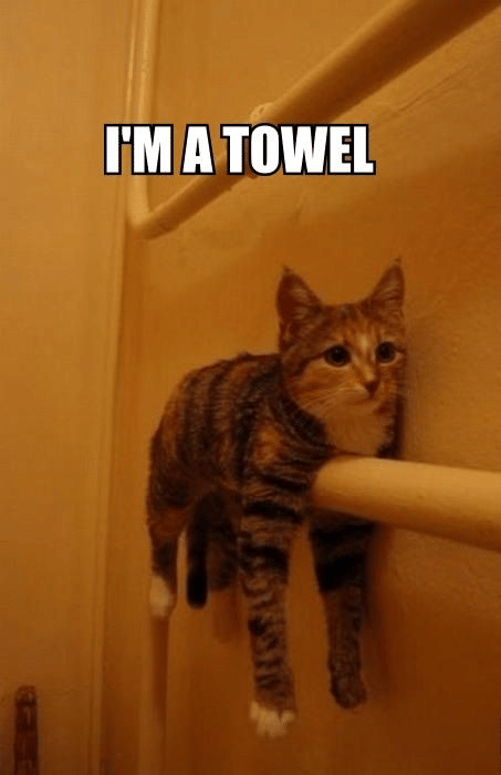 meme kucing dan handuk