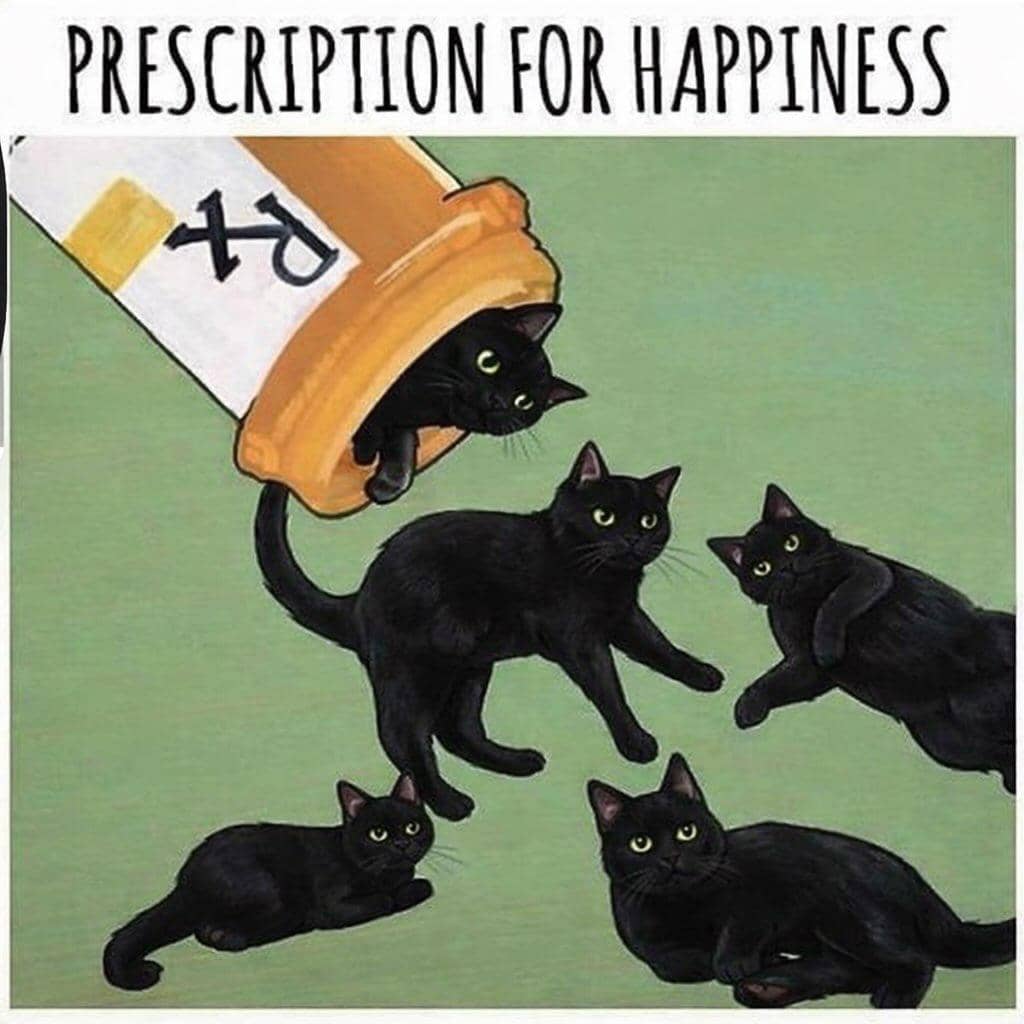 meme kucing tentang obat