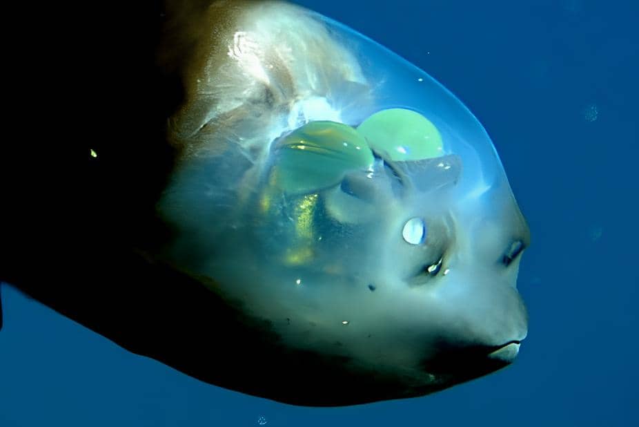 Barreleye