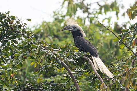white-crowned hornbill