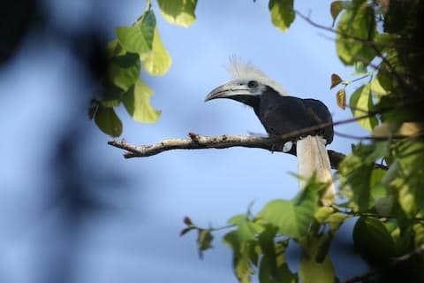 white-crowned hornbill