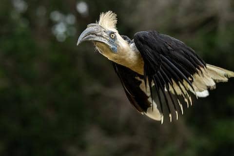 white-crowned hornbill