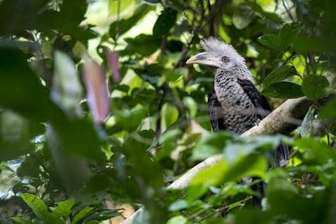 white-crowned hornbil