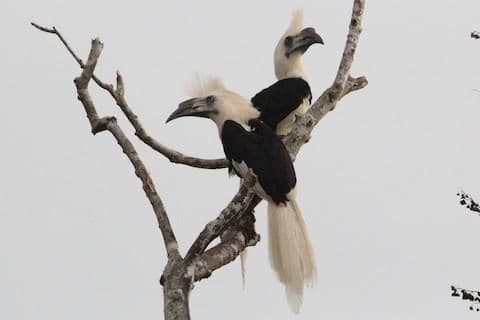 white-crowned hornbill
