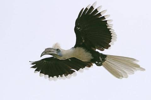 5 Fakta White Crowned Hornbill, Burung Langka dengan Mahkota Putih Khas
