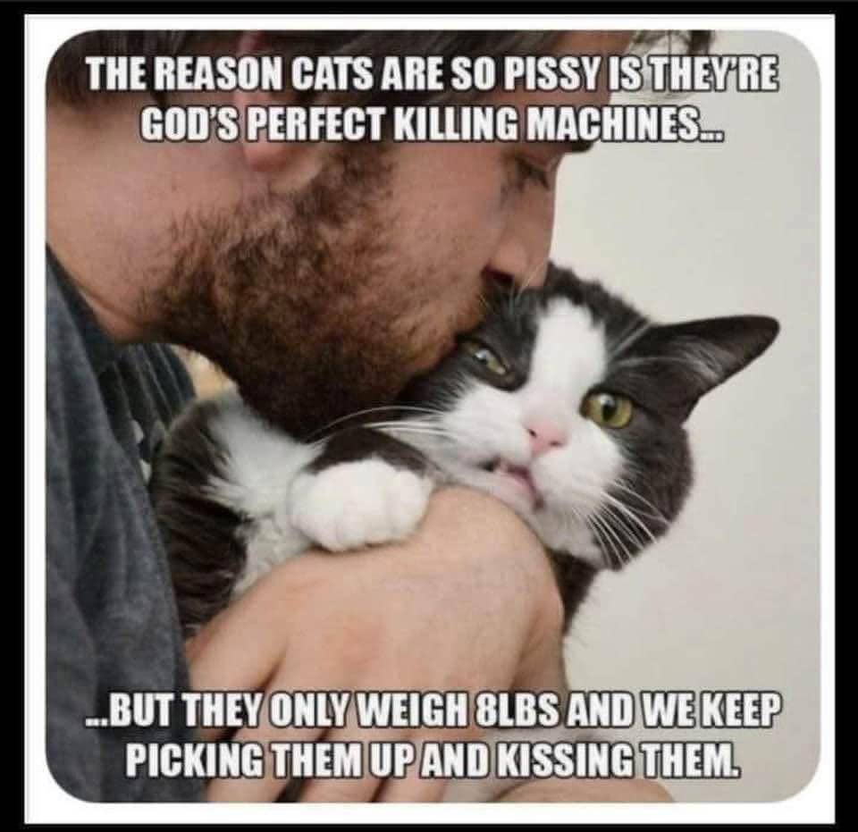 meme memegang kucing