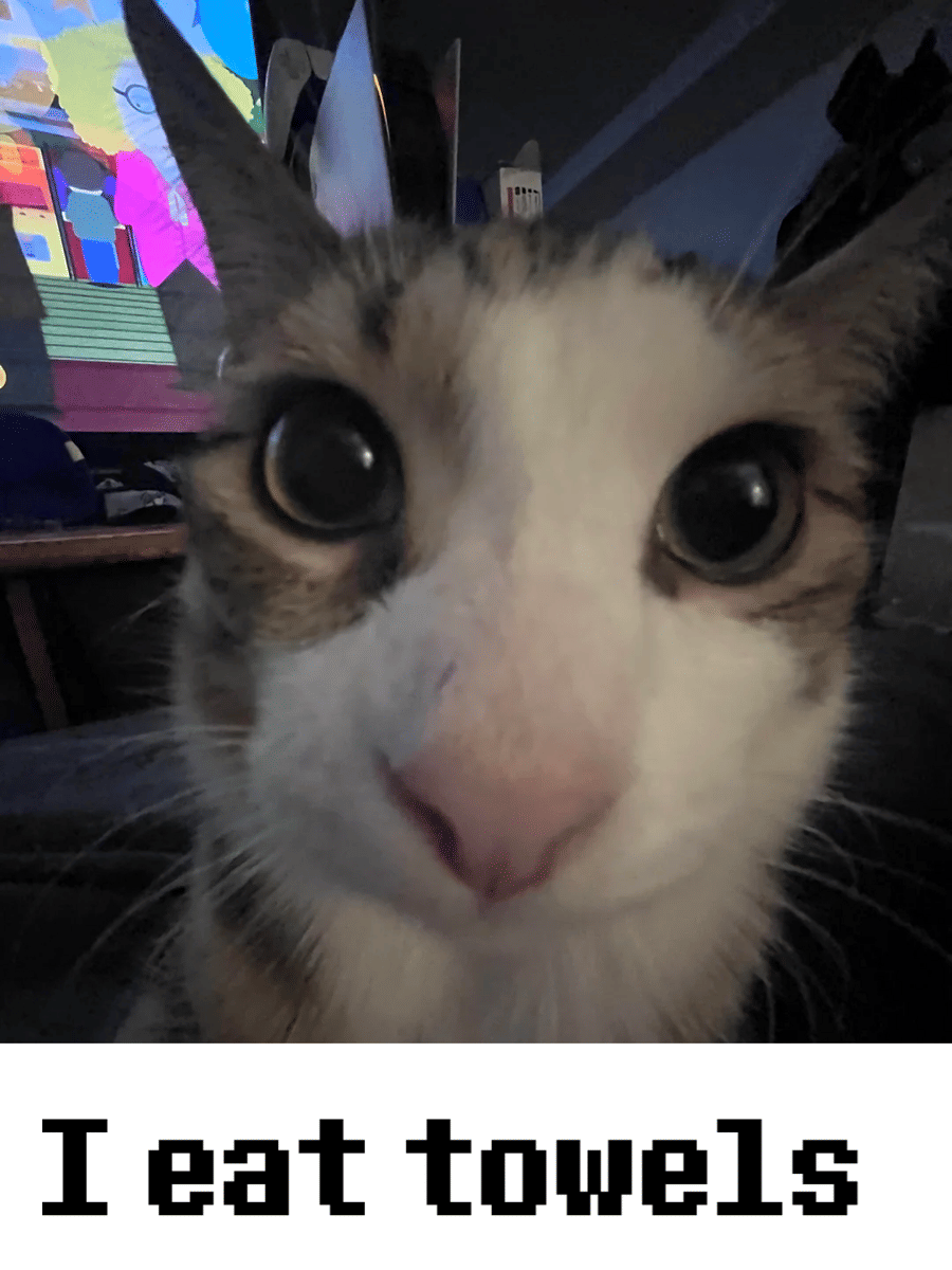 meme kucing dan handuk