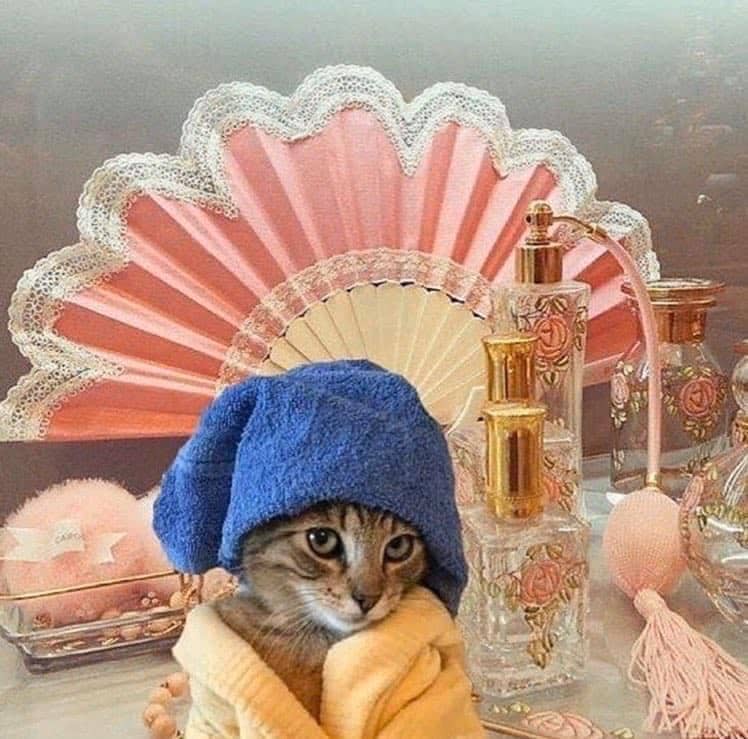meme kucing dan handuk
