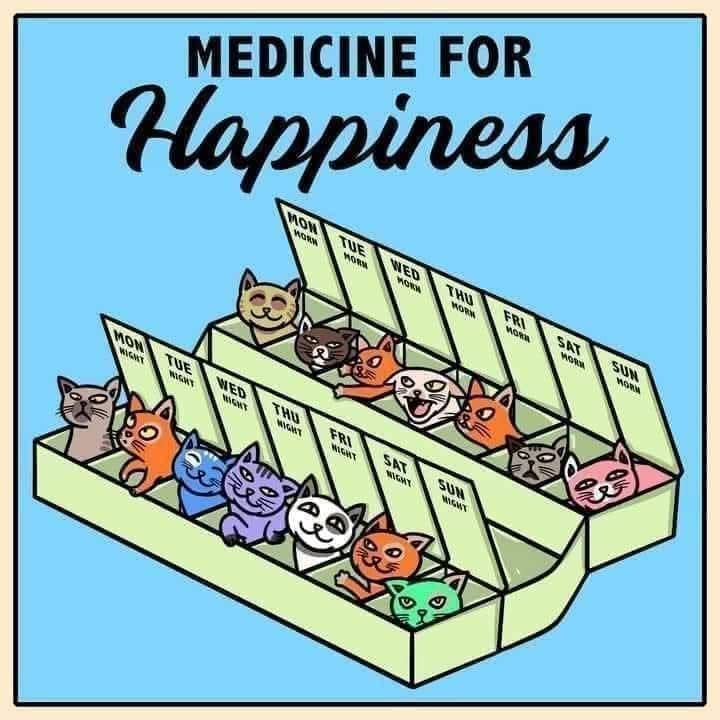 meme kucing tentang obat