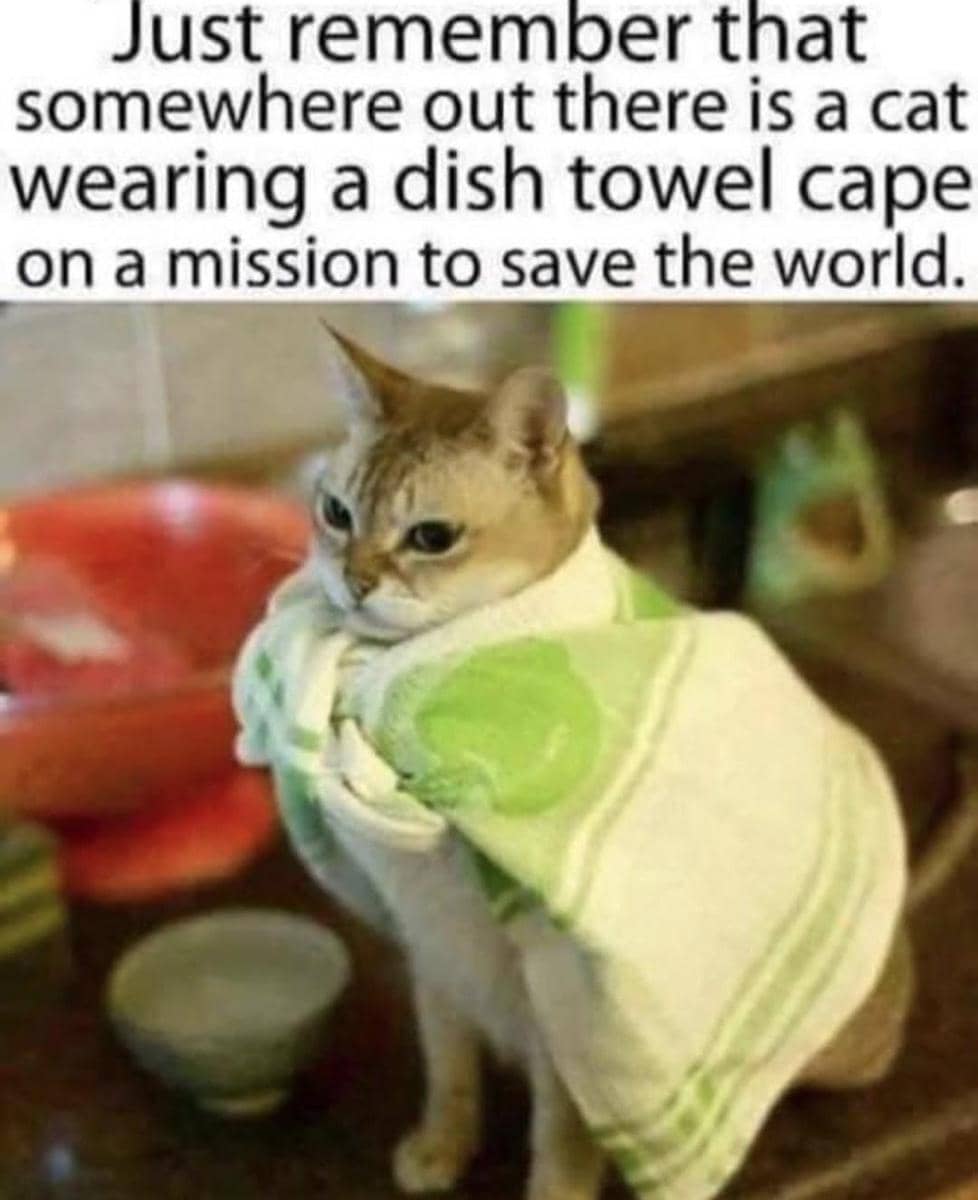 meme kucing dan handuk