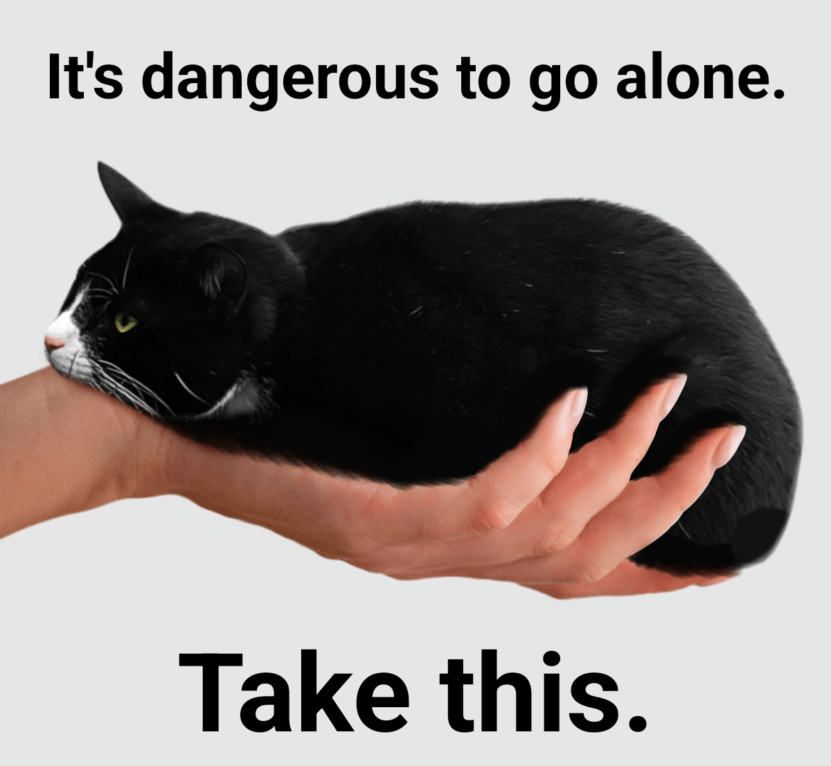 meme memegang kucing