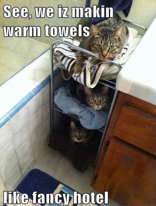 meme kucing dan handuk