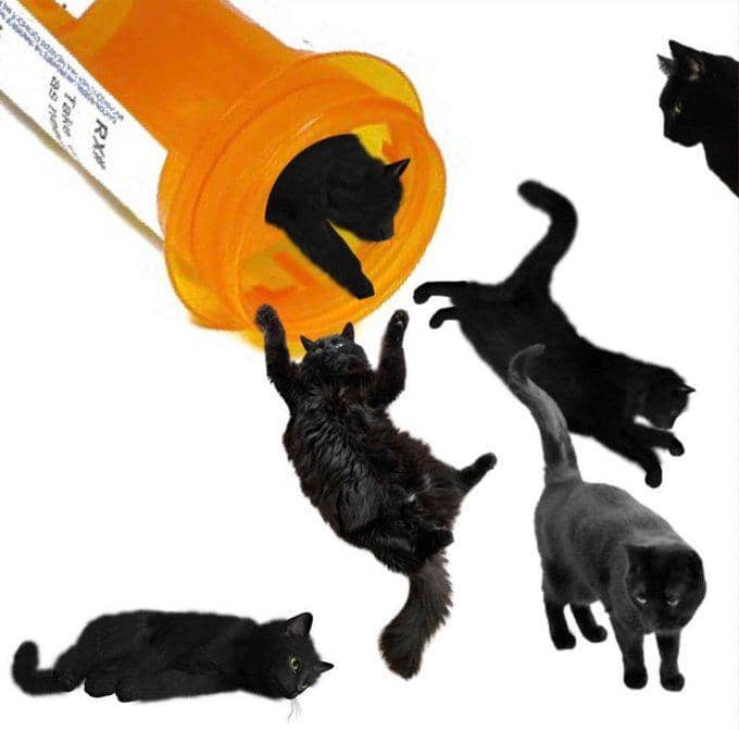 meme kucing tentang obat