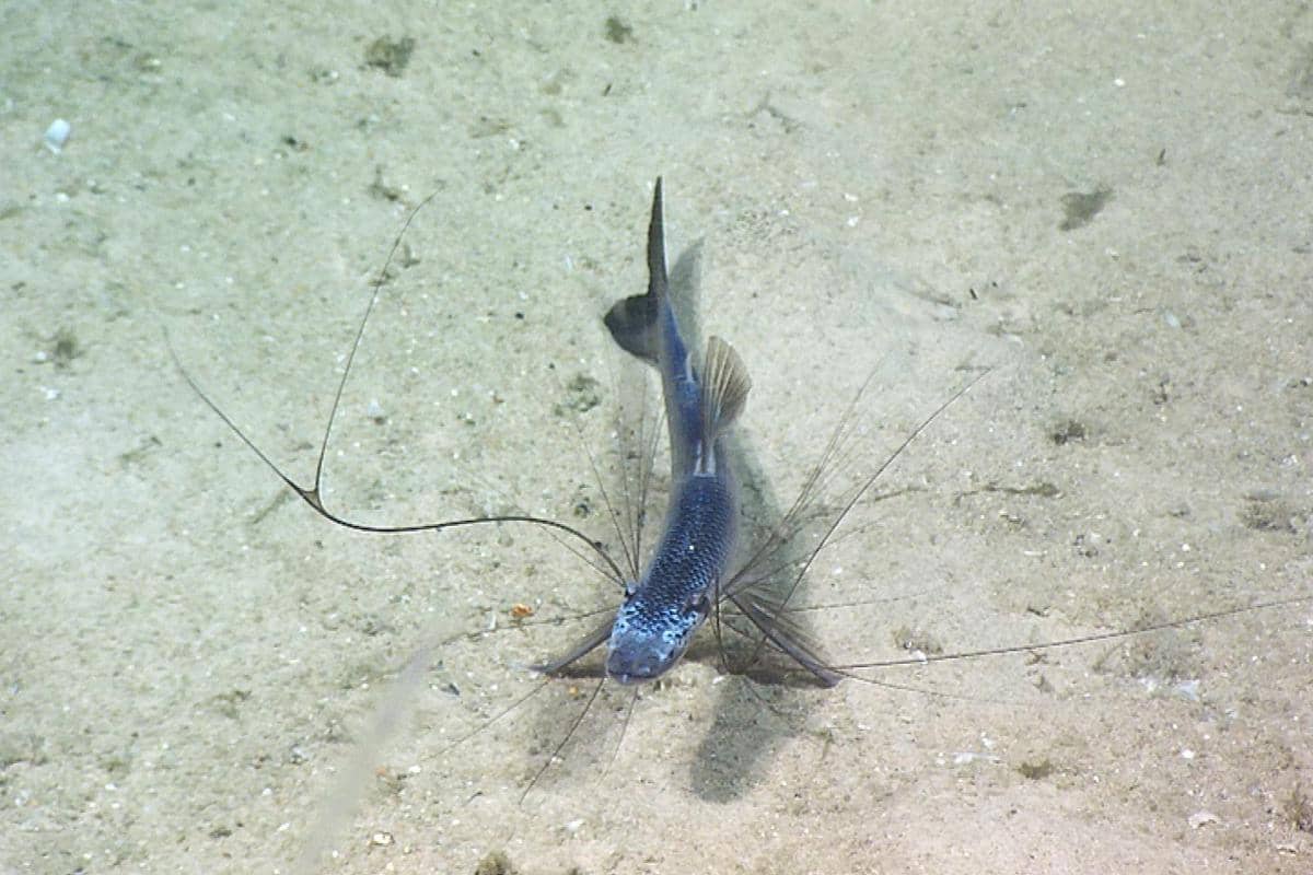 Tripod fish