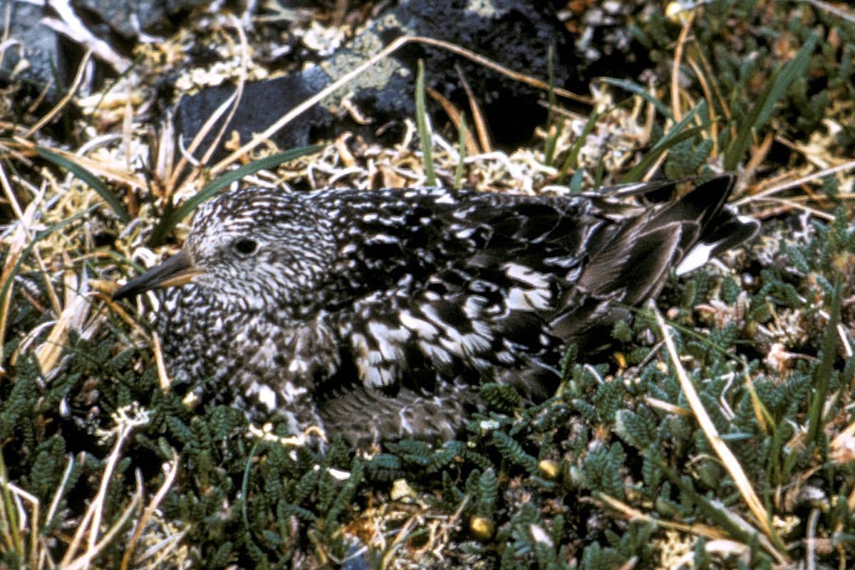 Sarang Surfbird