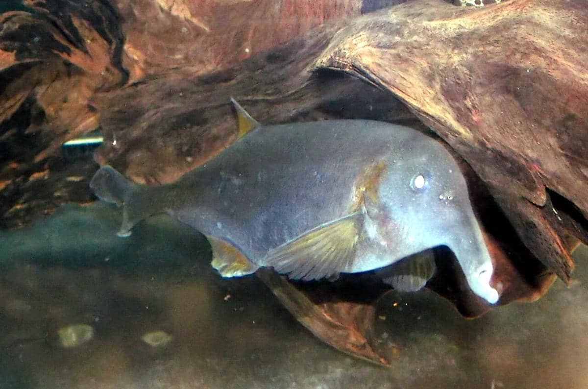 Elephant fish