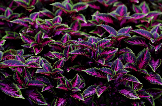 Tanaman Hias Warna-warni yang Cocok untuk Pemula, Mudah Dirawat!