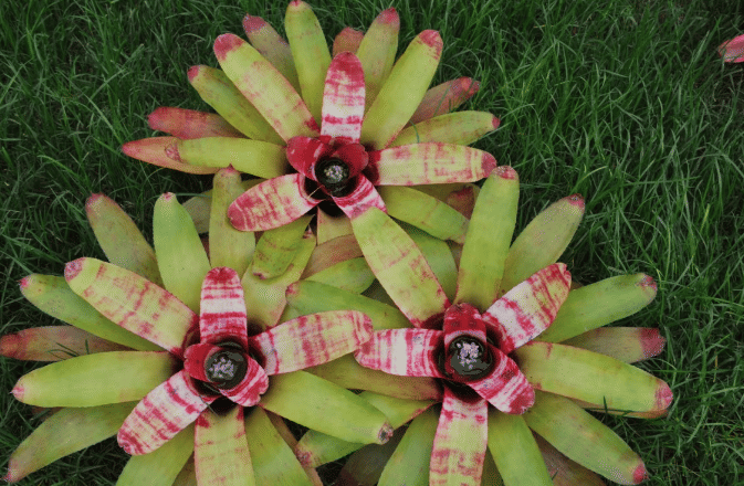 ilustrasi tanaman bromeliad