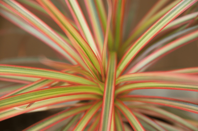 ilustrasi tanaman dracaena