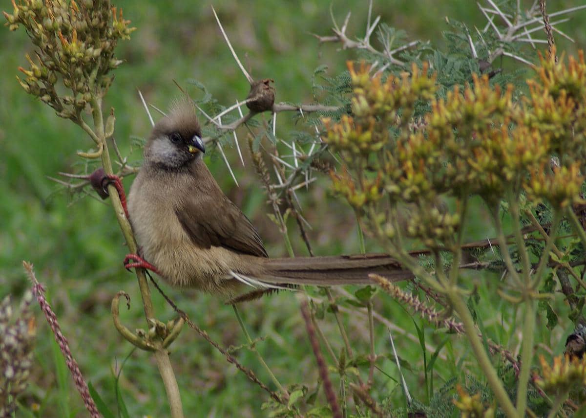 Mouse bird