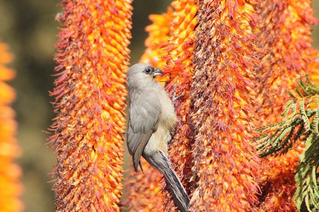 Mouse bird