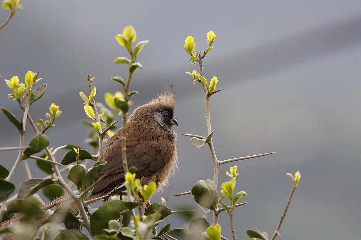 Mouse bird