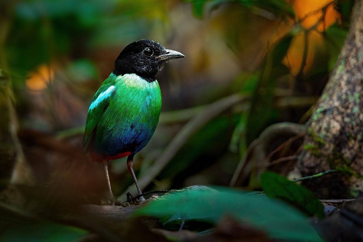 5 Fakta Hooded Pitta, Burung Hutan dengan Warna Hijau dan Merah