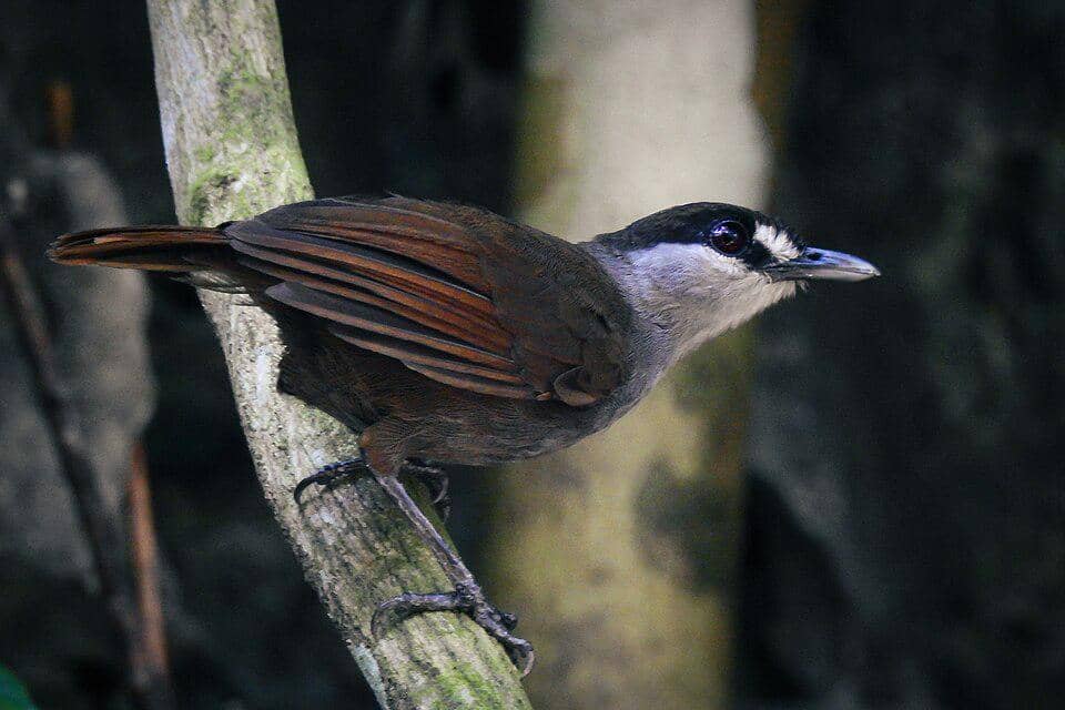 5 Fakta Black Browed Babbler, Burung Langka yang Hilang 172 Tahun